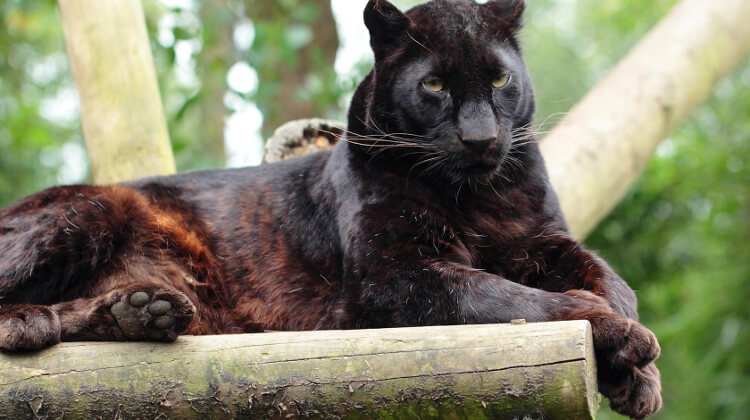 Big cat at exmoor zoo