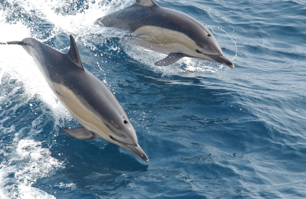 Common dolphins in their natural habitat swimming in the ocean 