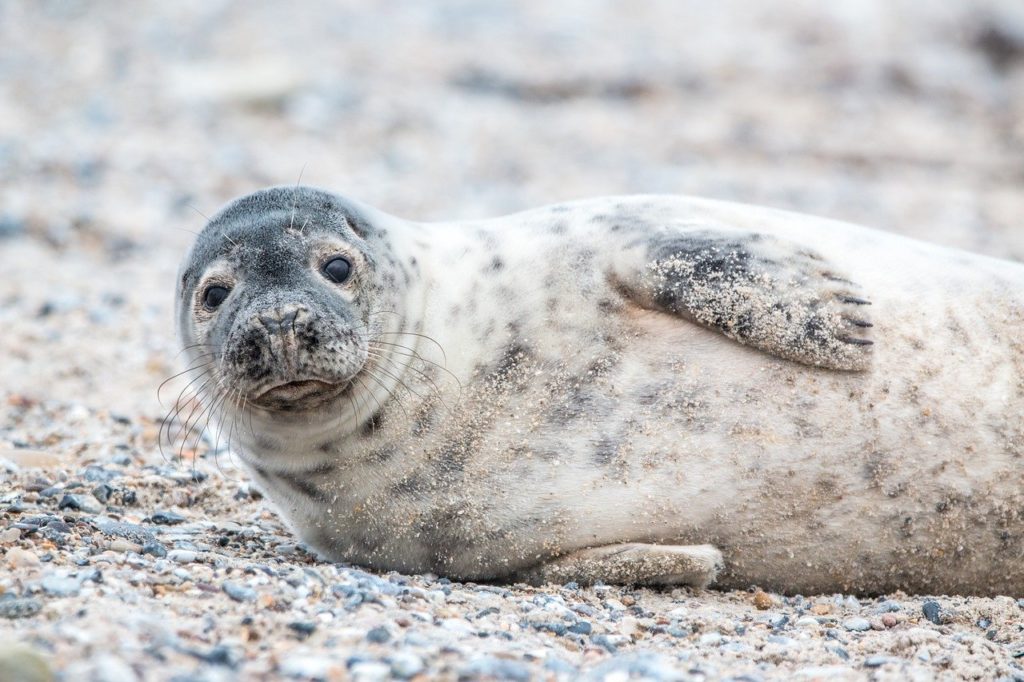 Photo of a grey seal lying down 