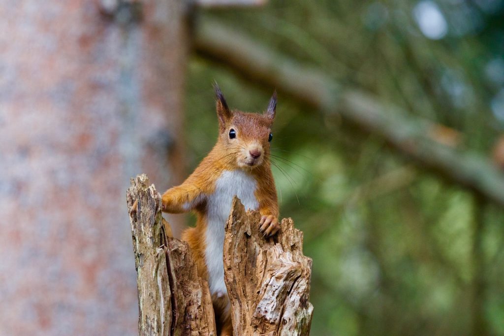 Red squirrel peeking his head over a dead tree trunk