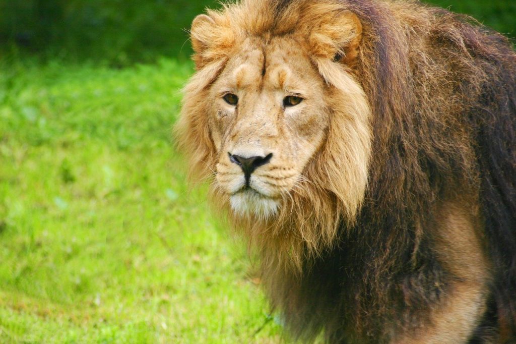 Photo of a lion at Chester Zoo