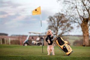 Cockapoo Marley on the KP golf course