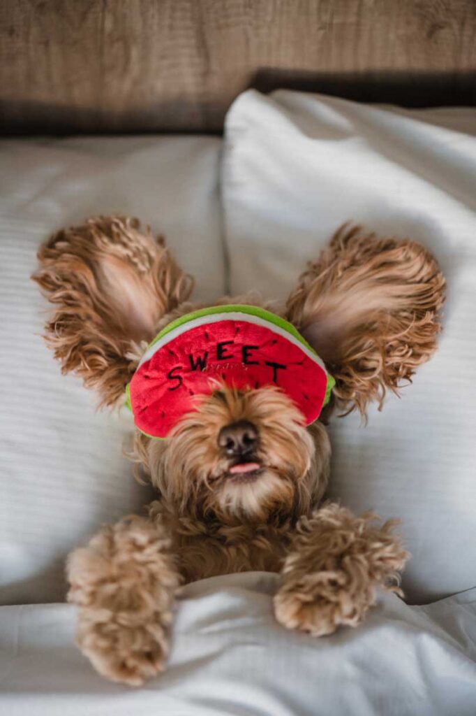 Cockapoo Marley lying in bed wearing an eye mask