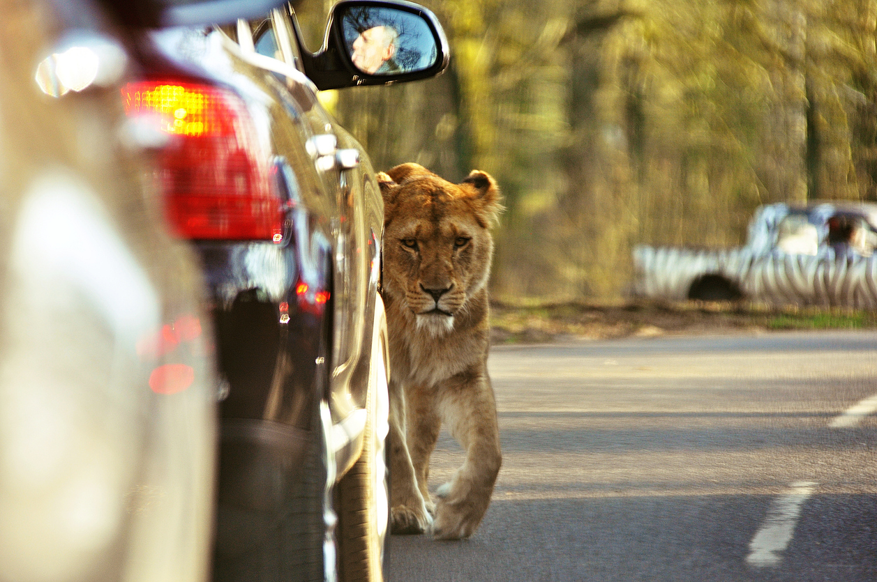 Darwin Escapes your exclusive discount for Longleat Safari & House