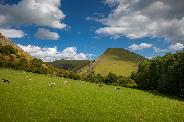 Photo of sheep grazing at Thorpe Cloud in Dovedale, Peak District