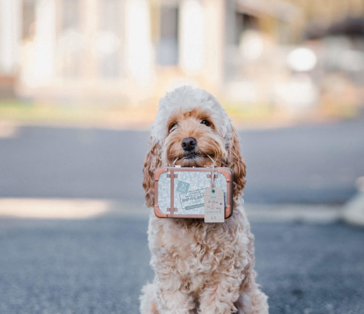 Cockapoo Marley stood in front of a lodge at Norfolk Woods with a suitcase in her mouth