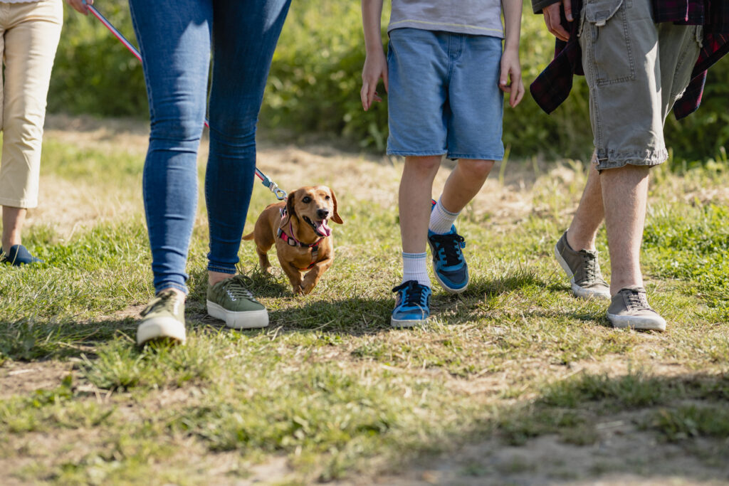 Below the waist shot of a family out for a walk with their dog in the sunshine.