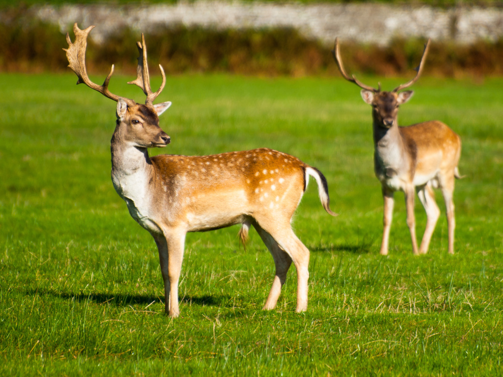 things to do near Dundonald - Dean Castle Country Park