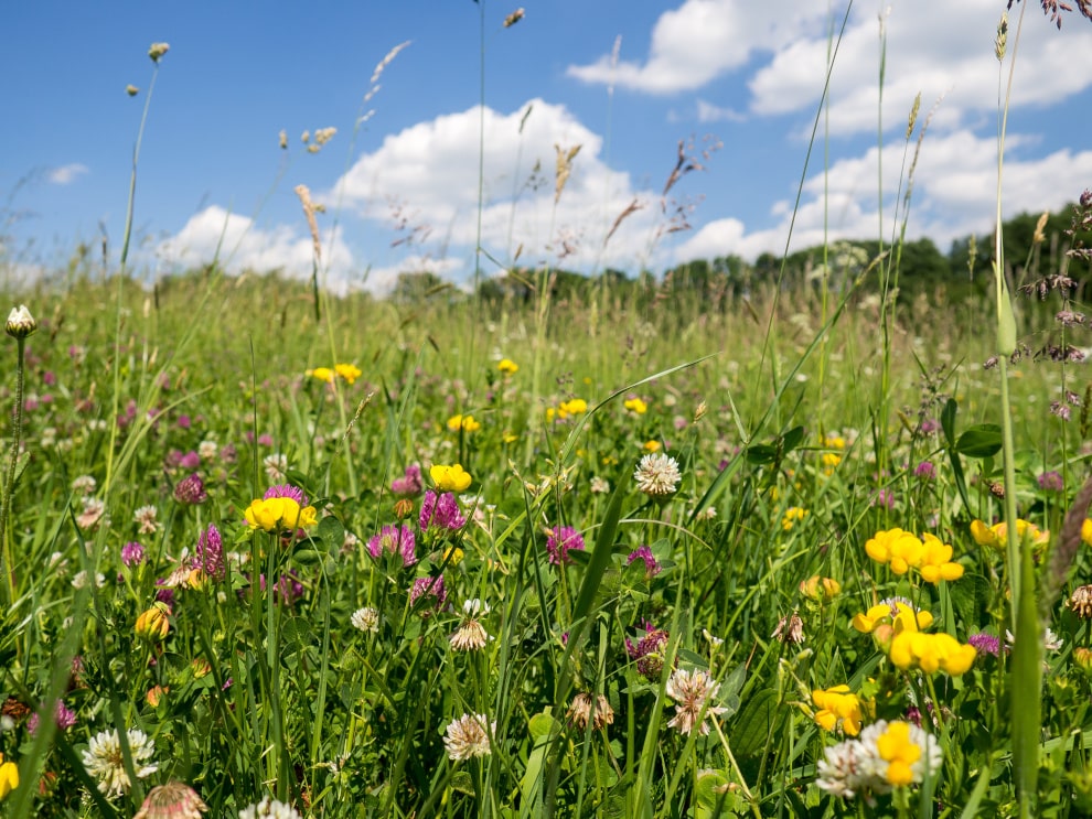 Mowbray Fields Local Nature Reserve