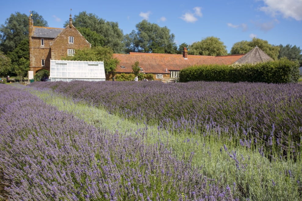 things to do in Norfolk - Norfolk Lavender