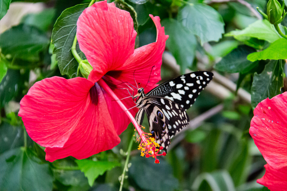 Stratford Butterfly Farm - things to do in Warwickshire