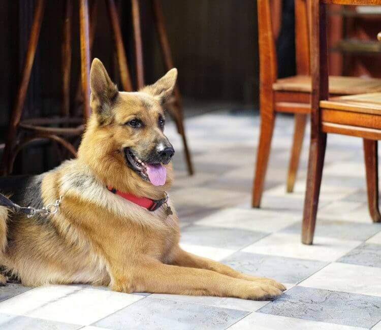 dog friendly restaurants in the Peak District