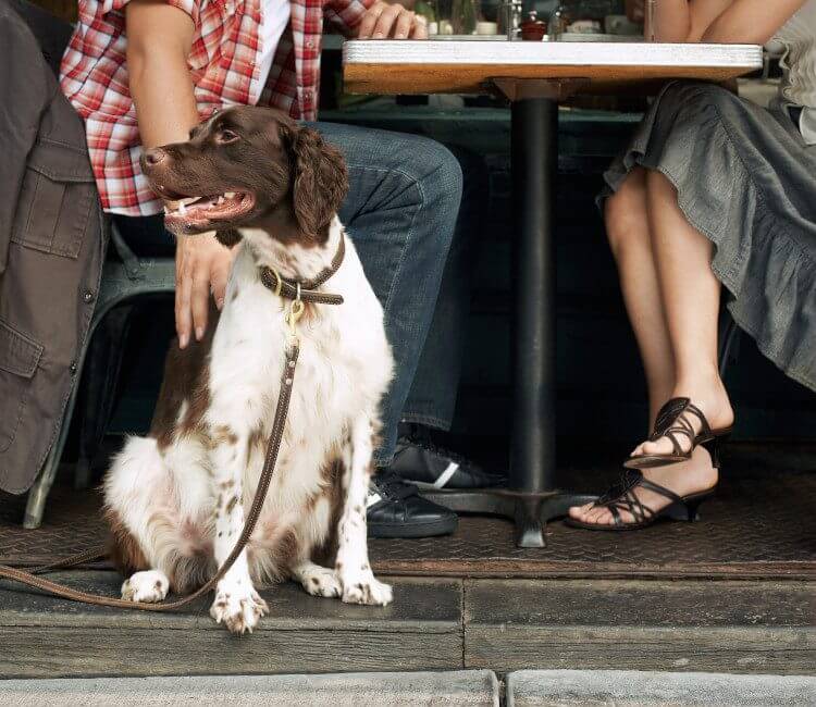 the Peak District dog friendly pubs