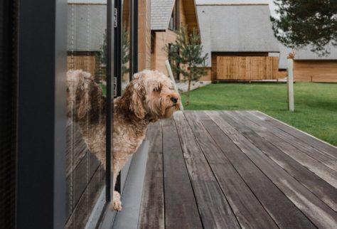 the best Darwin Escapes for dogs