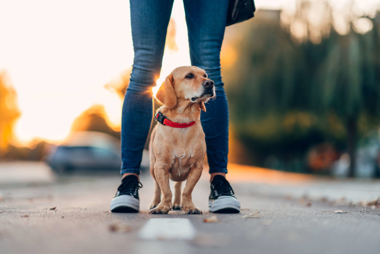 dog standing between owners legs with a city backdrop