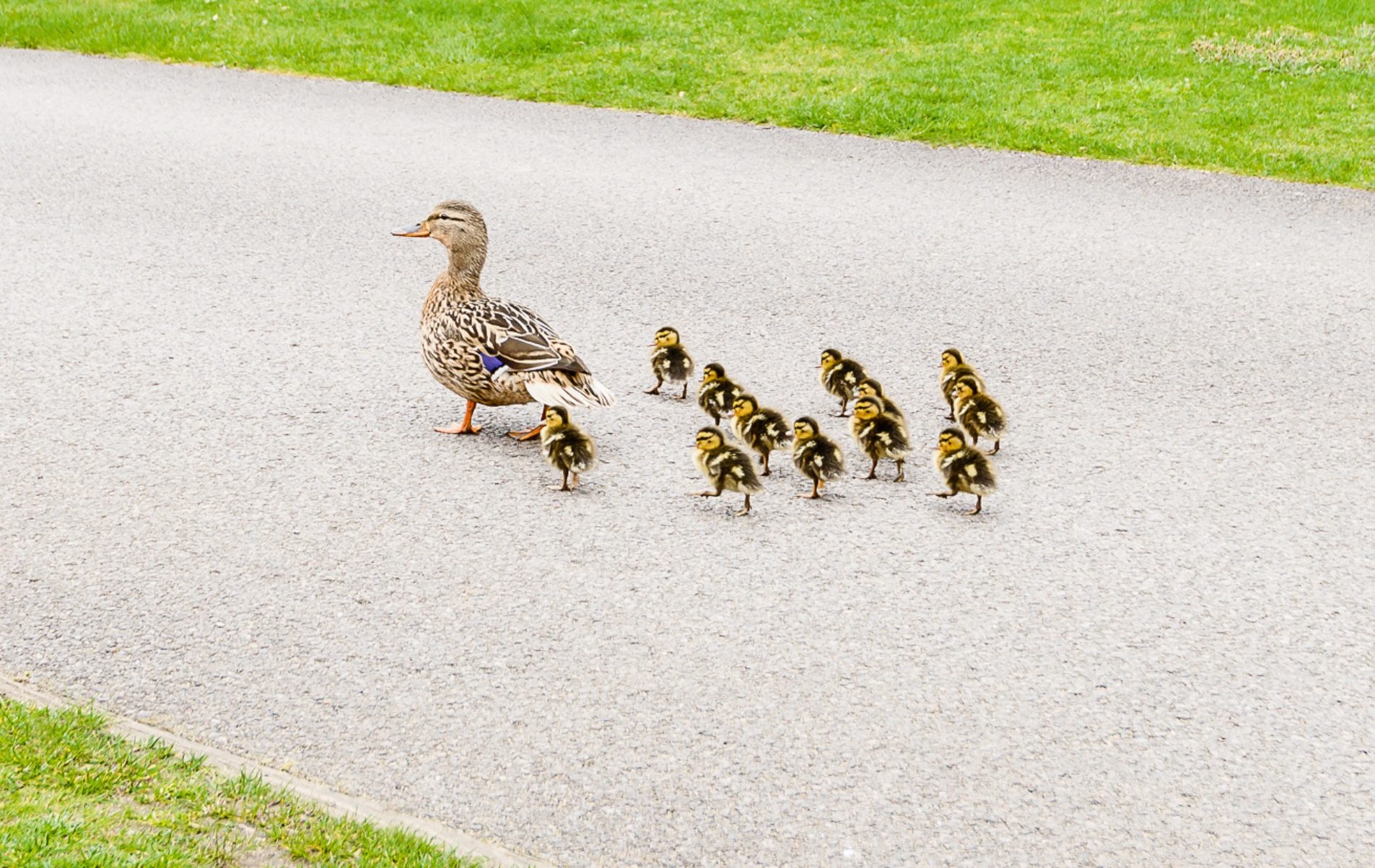 Mother mallard duck and 12 tiny fluffy chicks