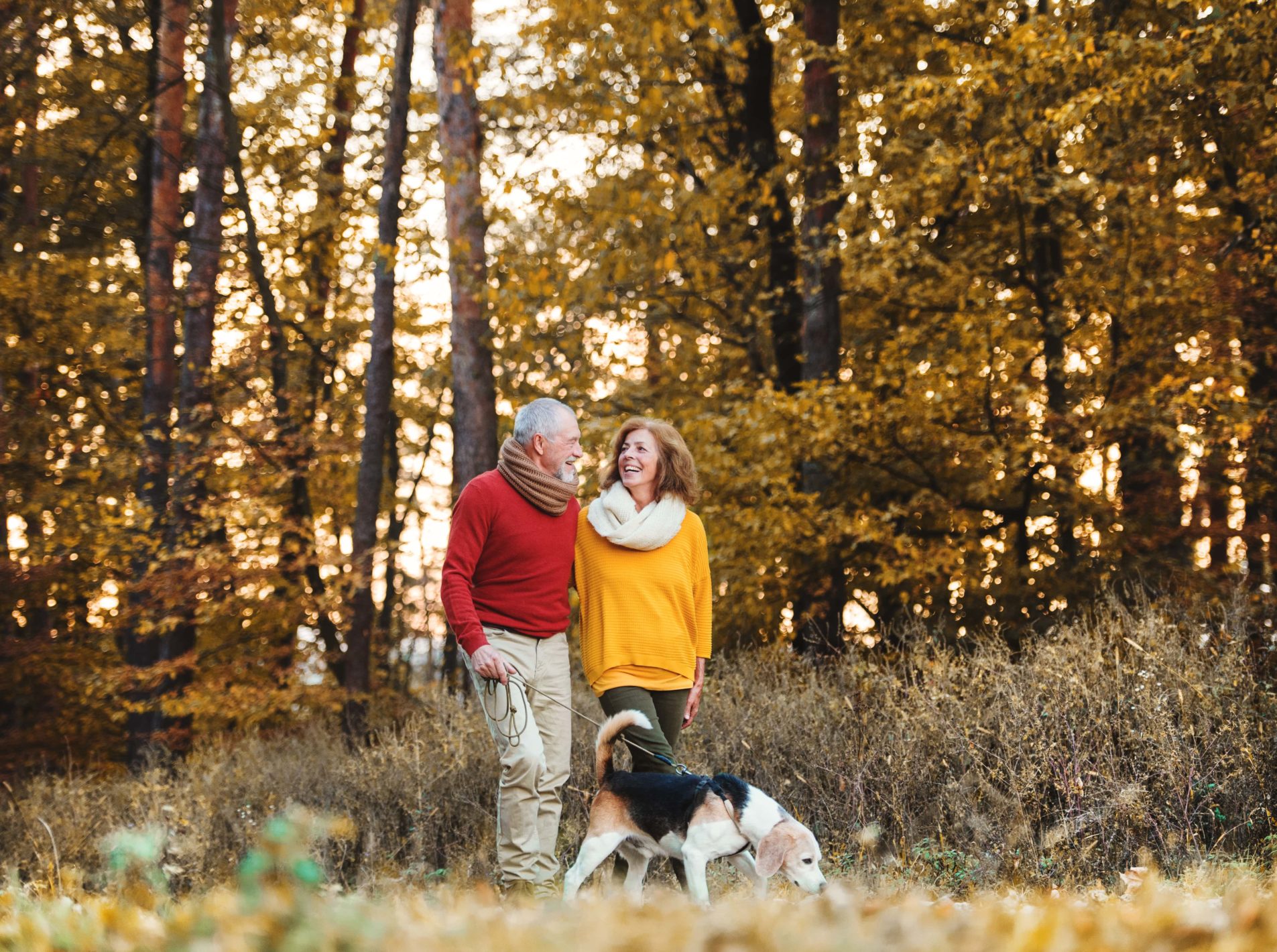 A couple walking their dog through the woods on an autumnal day